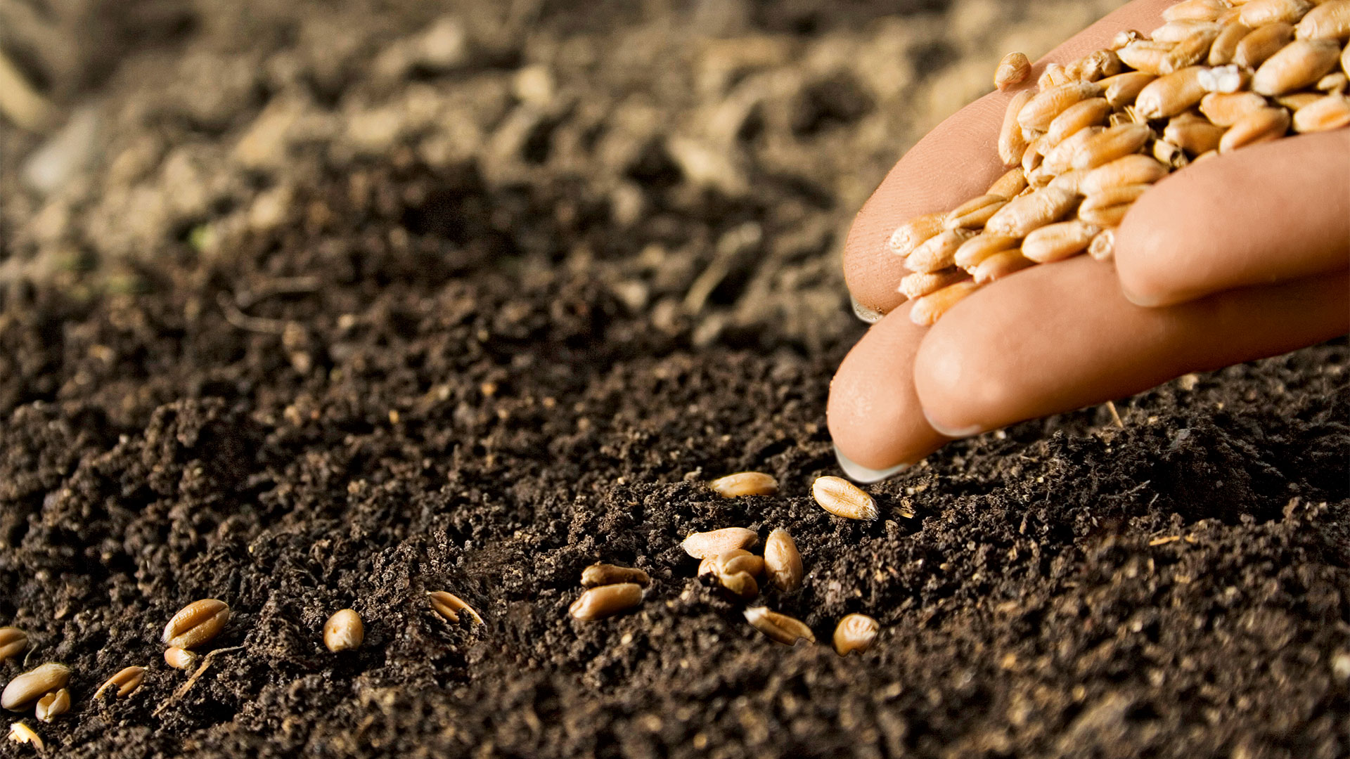 Fall Wheat Planting: The Pre-Drill Checklist Before the Tractor Leaves the Shop