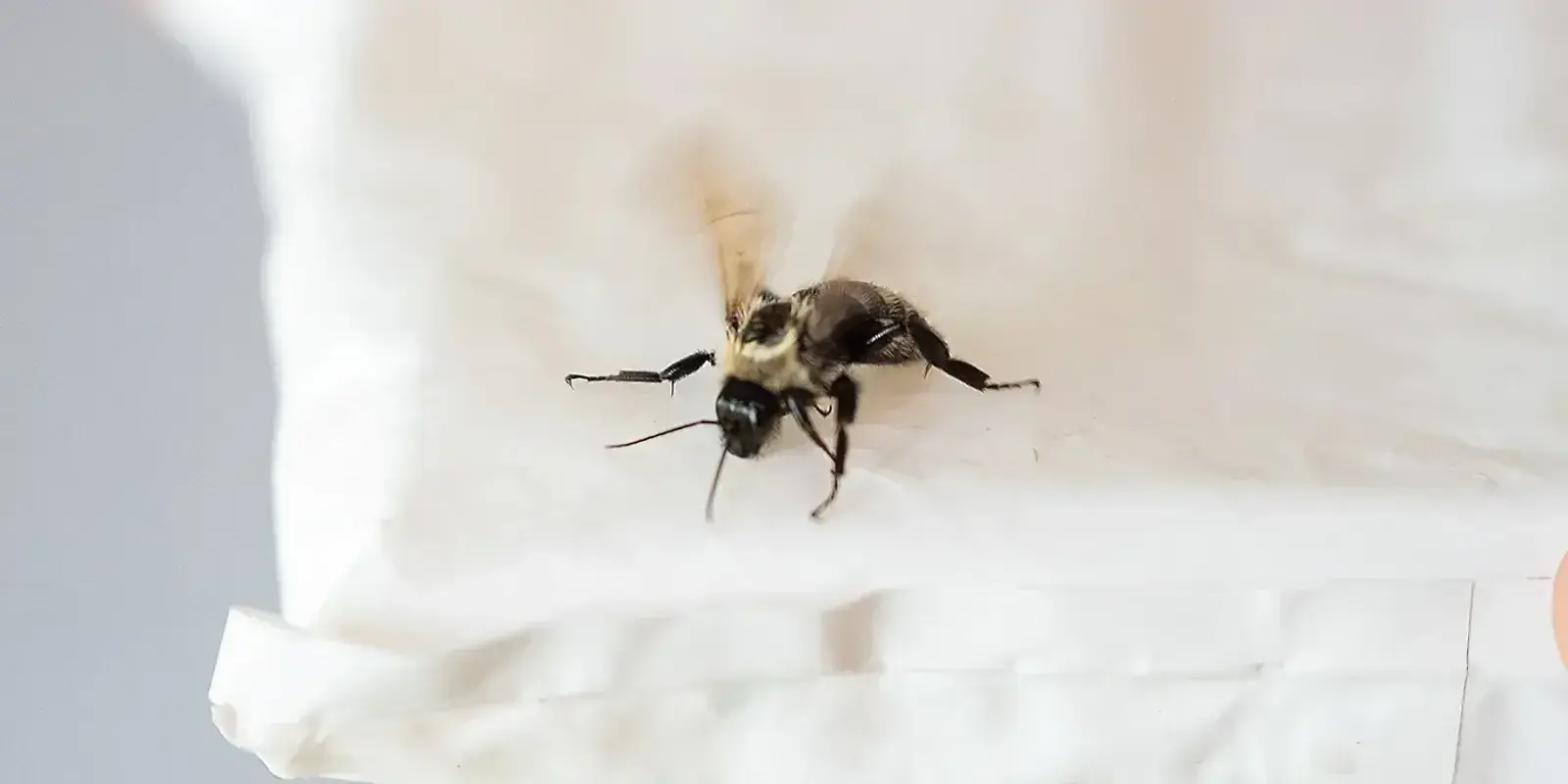 A Bigger Buzz — The Furrow, Fall 2025