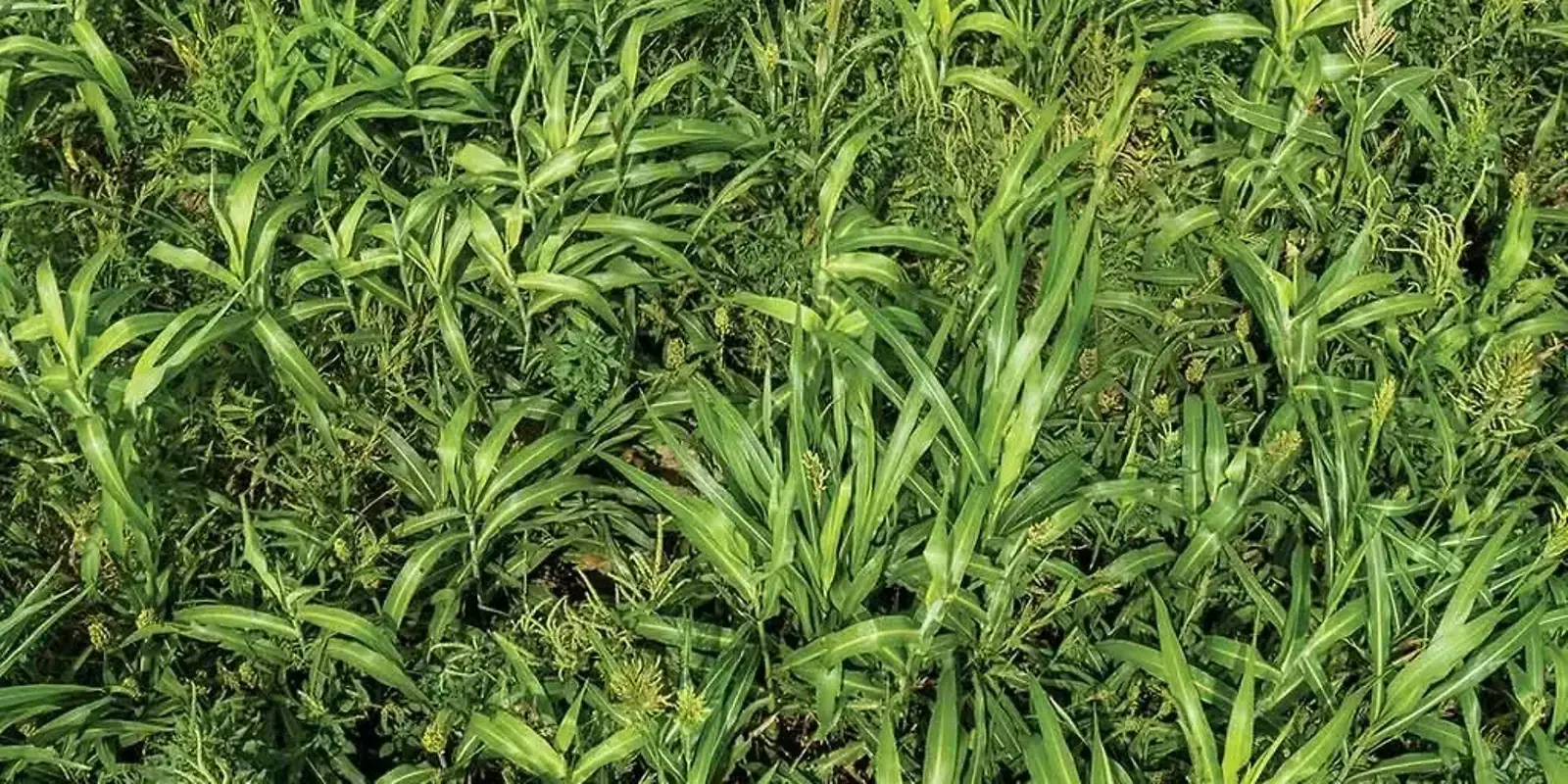 Calibrate Yield Goals — The Furrow, Spring 2025
