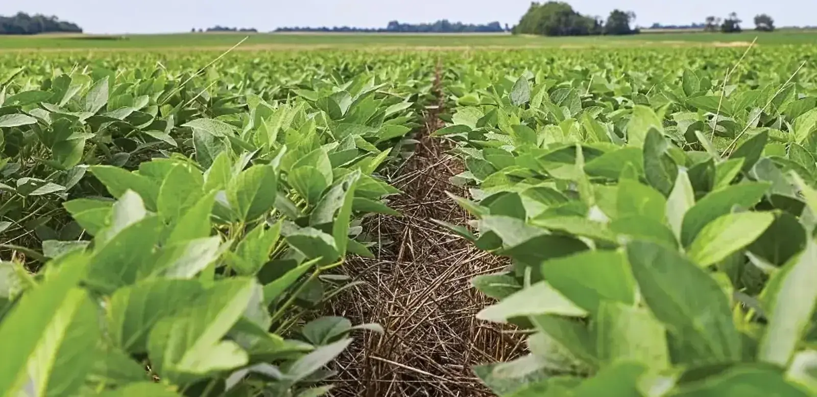 Cereal Rye to the Rescue — The Furrow, Spring 2025