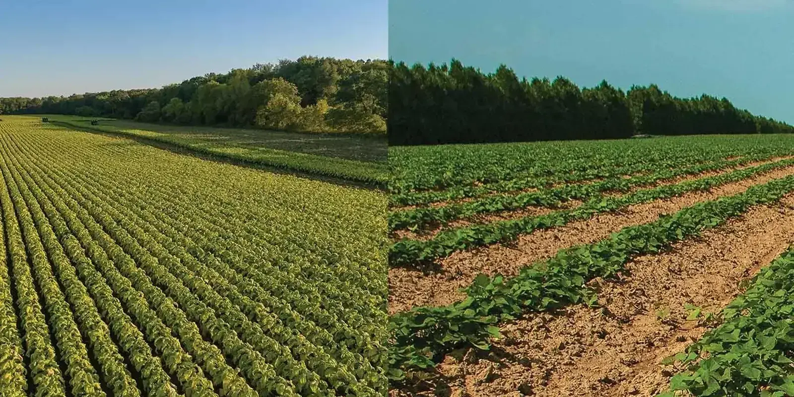 Changing Landscapes — The Furrow, February 2026