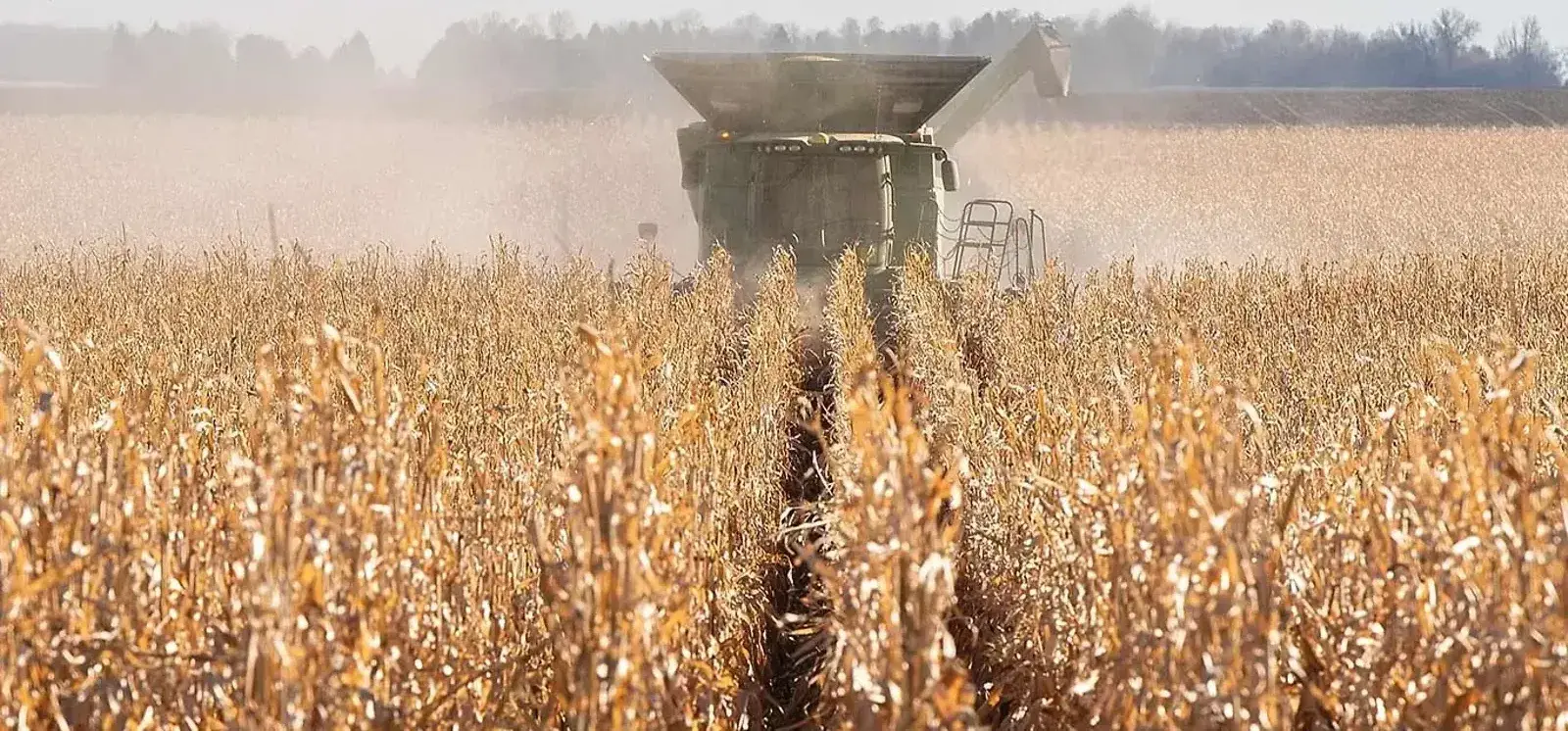 Fields of Evidence — The Furrow, Fall 2025