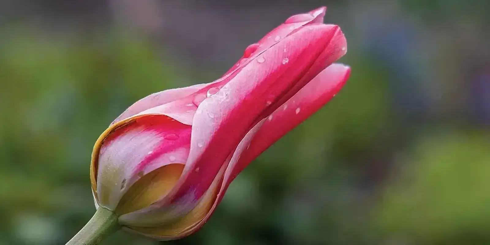 First Blooms of Spring — The Furrow, March 2024