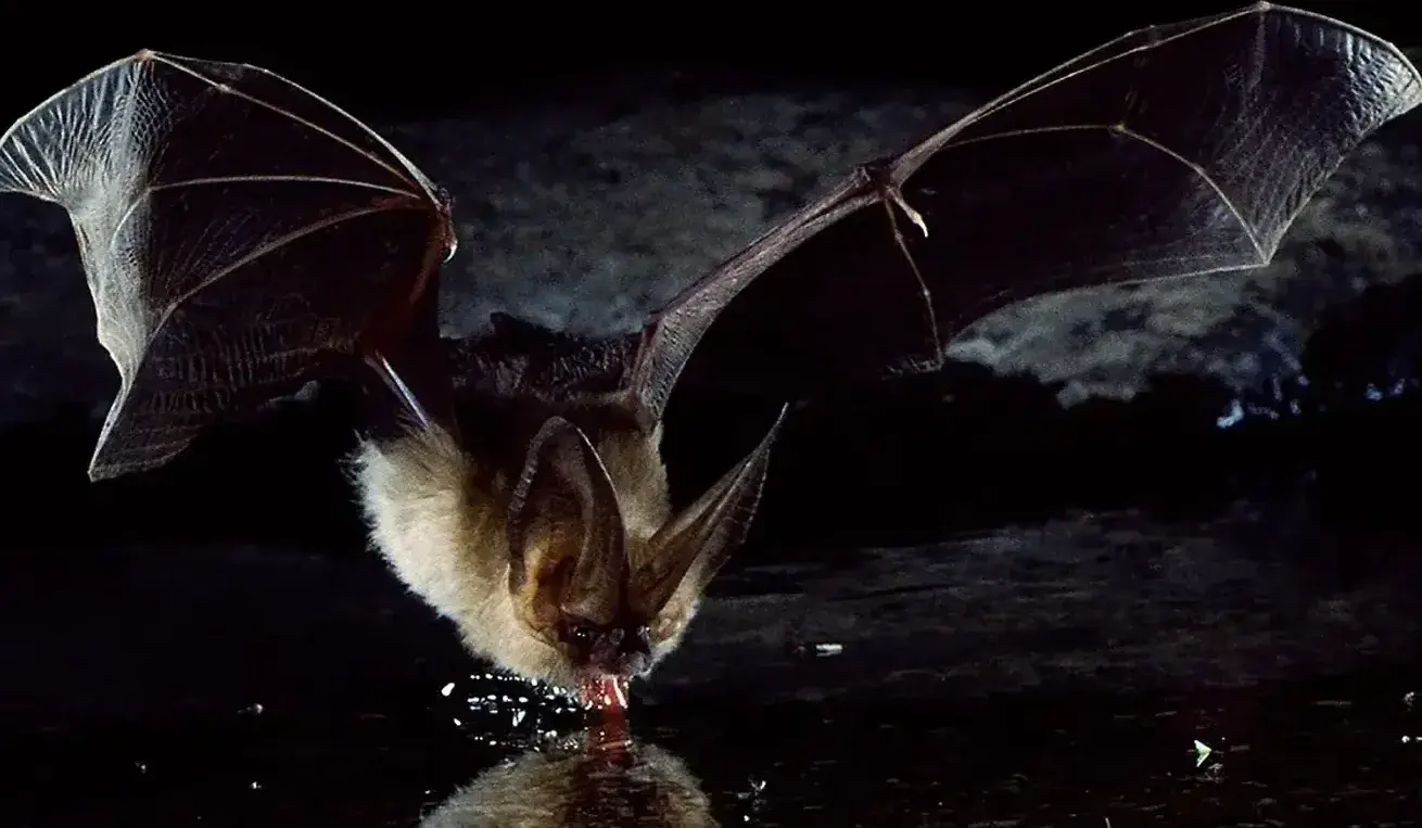 Going Bats — The Furrow, Fall 2025