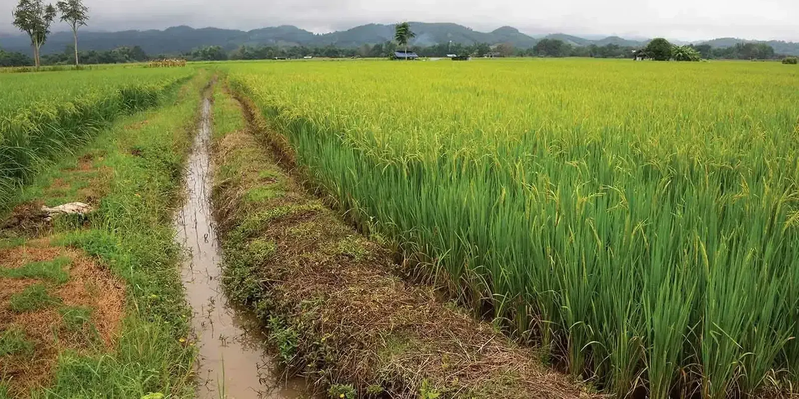 Greener Rice — The Furrow, Fall 2025