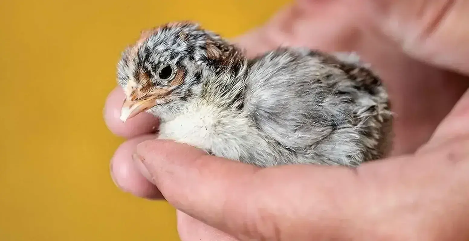 High-Altitude Hatching — The Furrow, Spring 2024