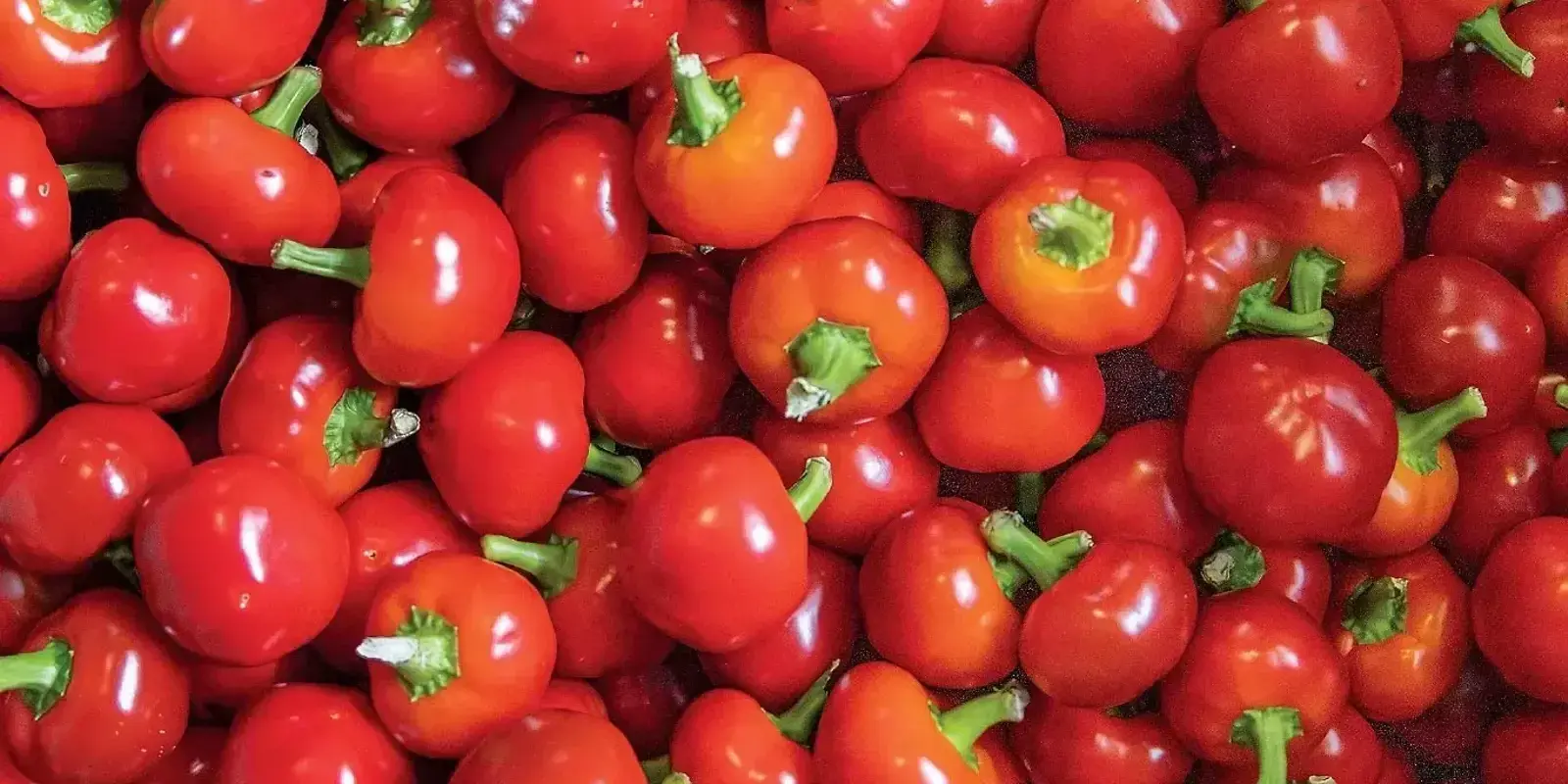 Hot Commodity — The Furrow, Fall 2025