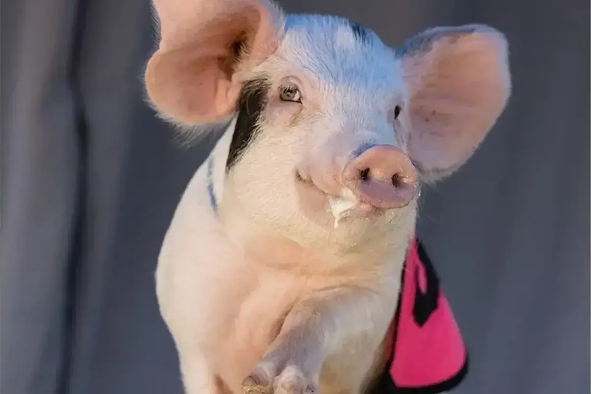 Off to the Pig Races! — The Furrow, Spring 2025