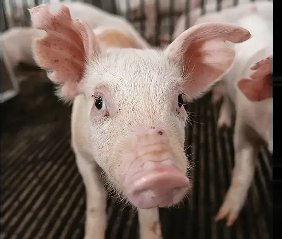 Pigs Bulk up on Wheat — The Furrow, Fall 2025