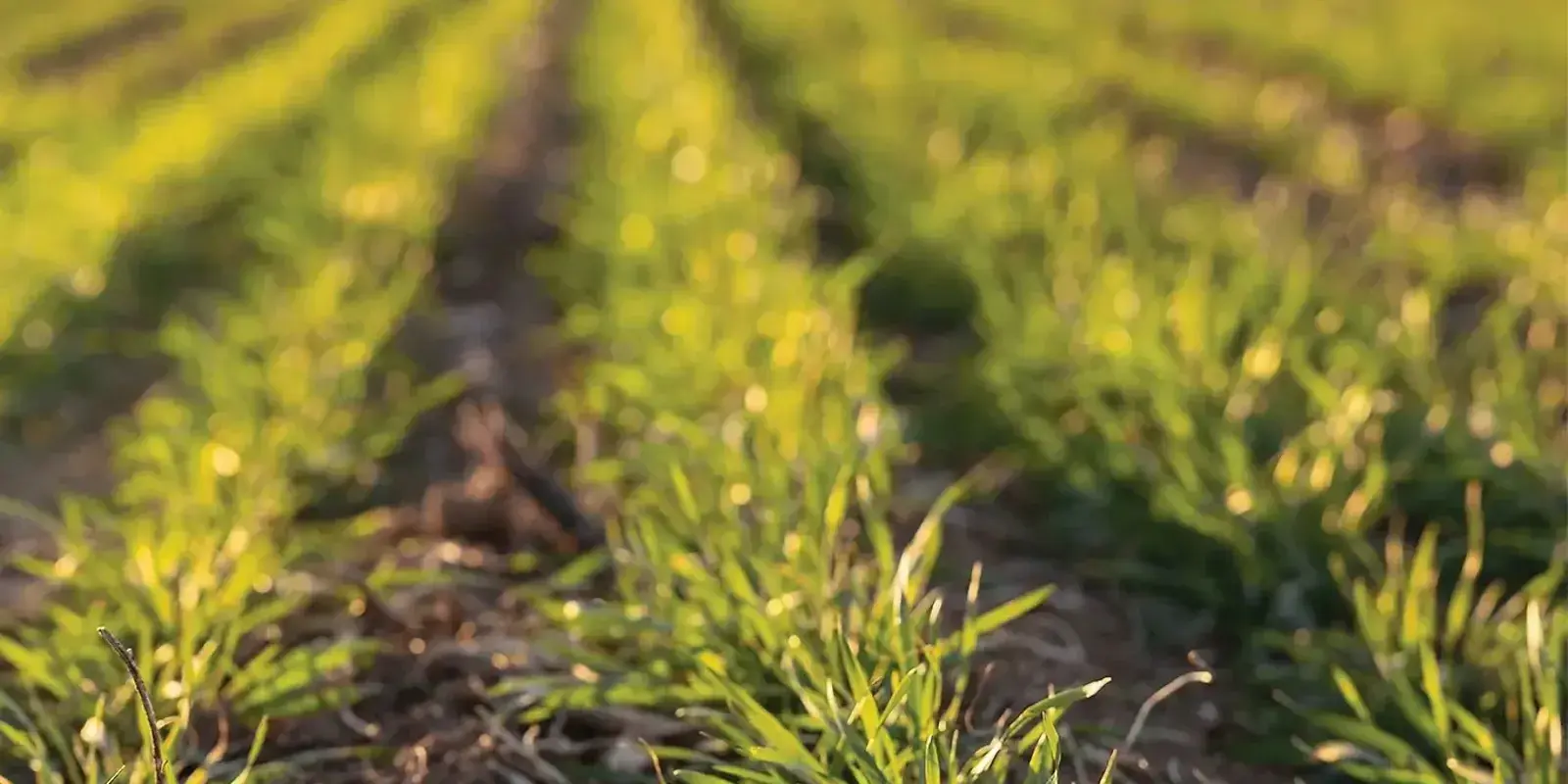 In Search of Maximum Wheat — The Furrow, Fall 2025