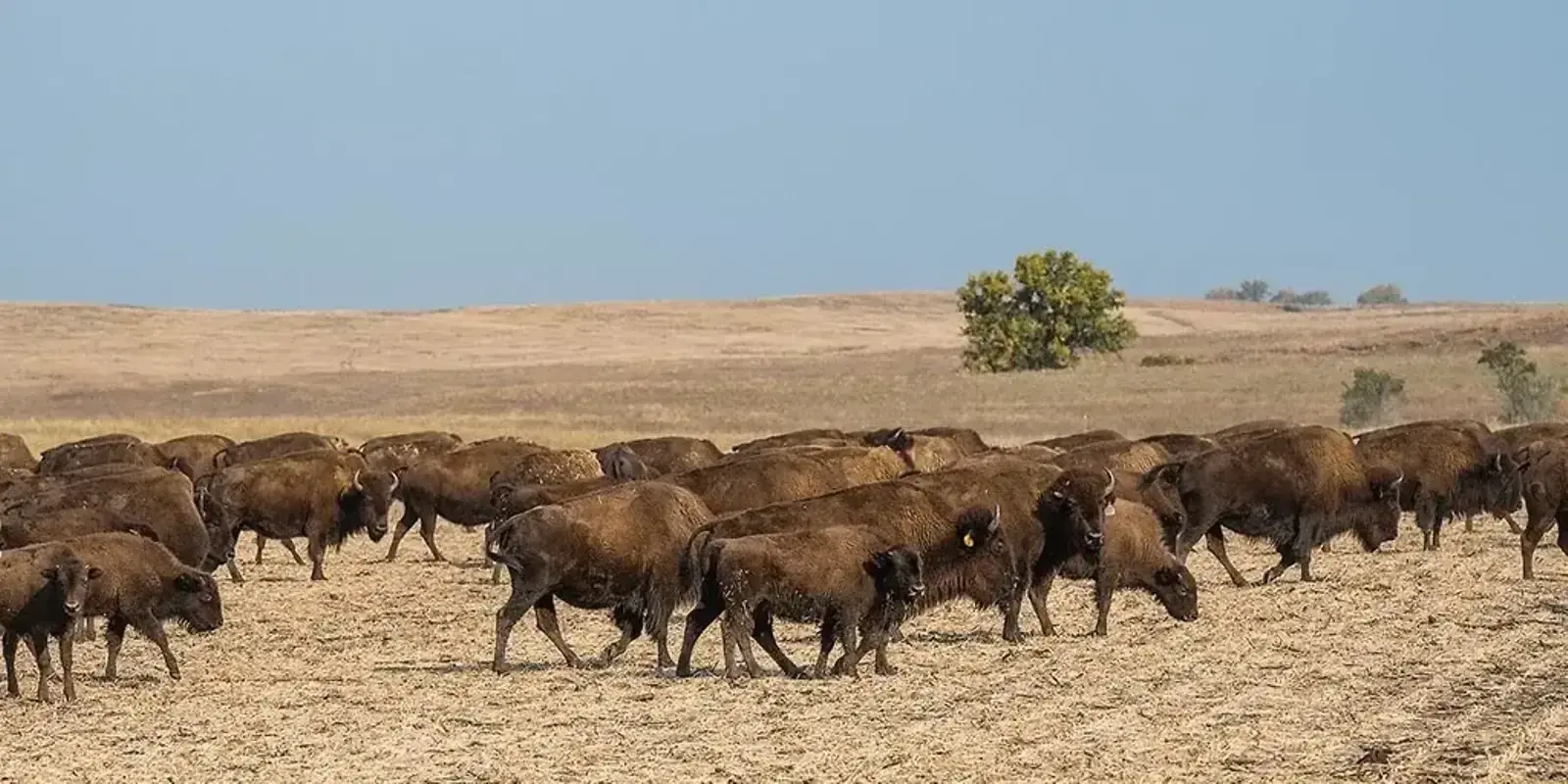 Stacking Enterprise — The Furrow, Spring 2025