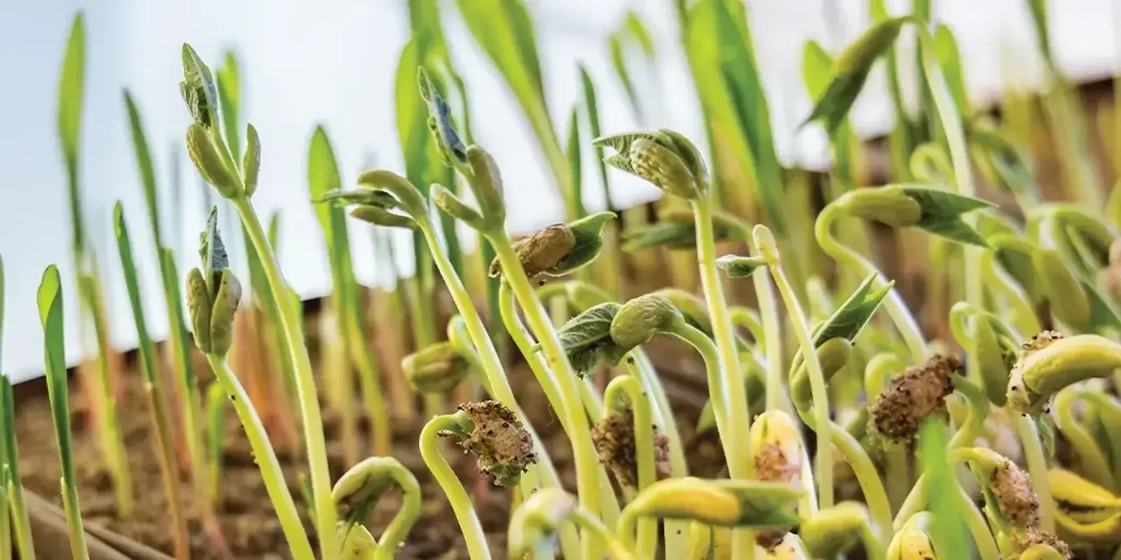 It Starts with a Seed — The Furrow, Spring 2025
