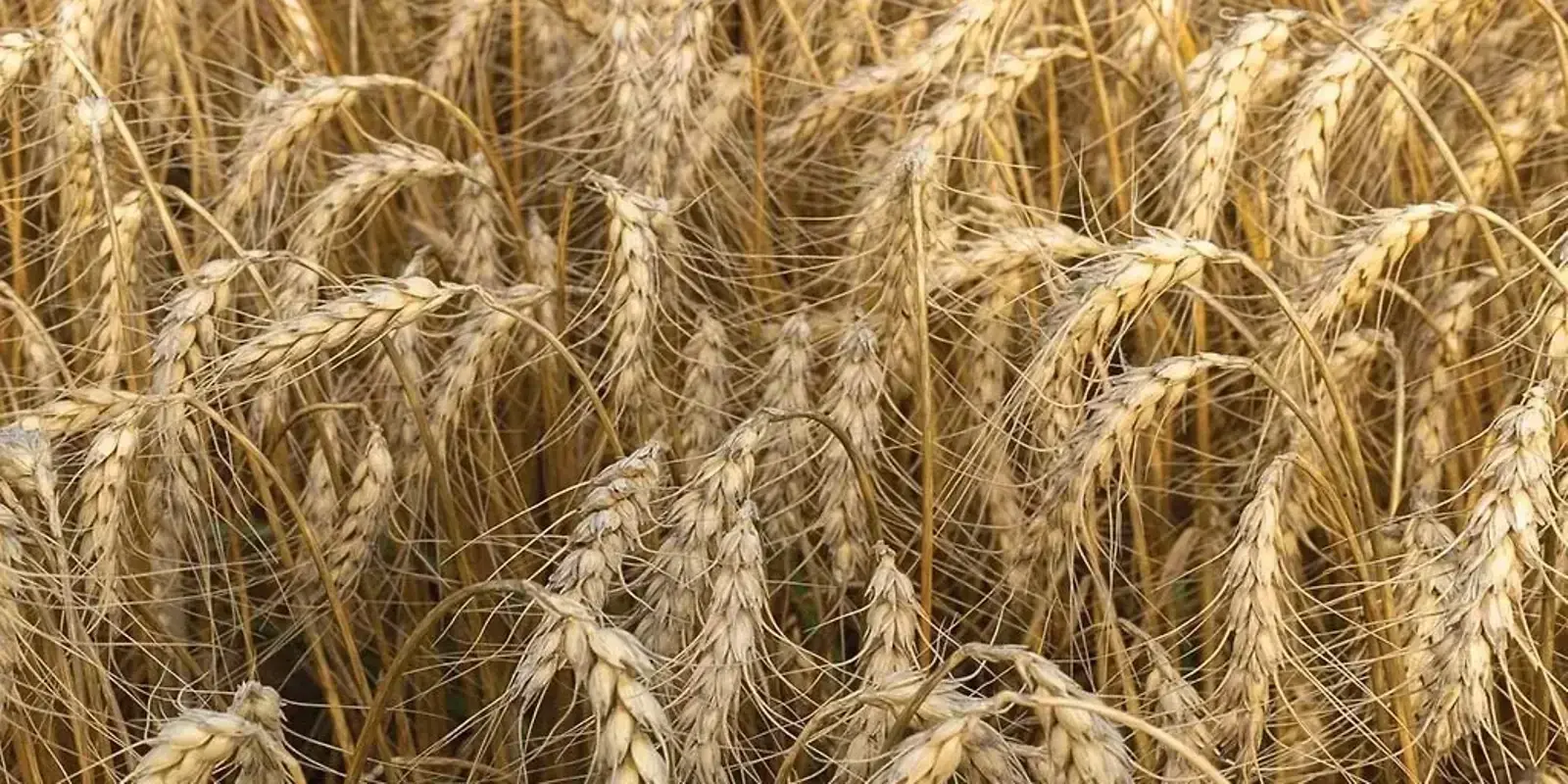 Why Wheat Works — The Furrow, Spring 2025